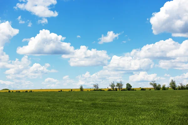 Letní pole s kupovité mraky — Stock fotografie