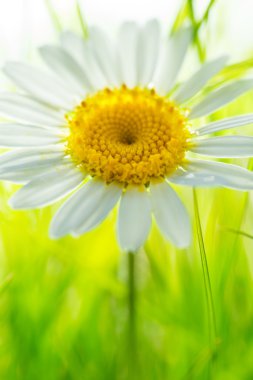 Sarı papatya çiçeği