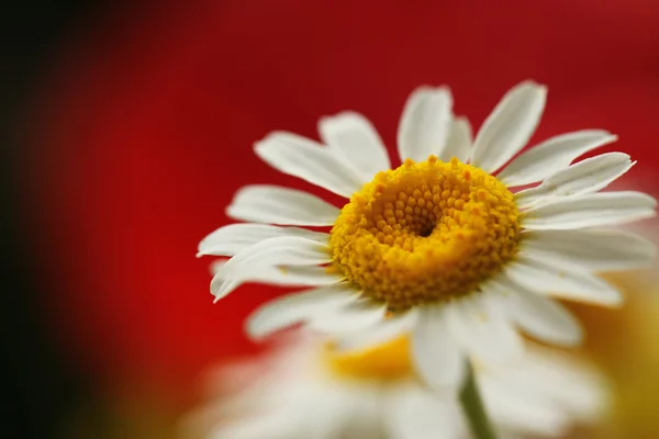 Daisy flower op rood — Stockfoto