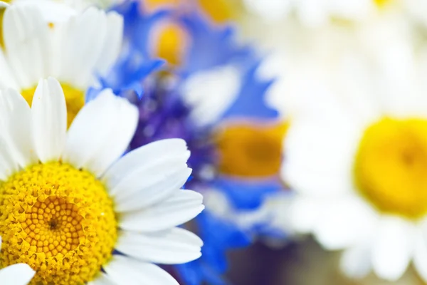 Daisy flower op blauw — Stockfoto