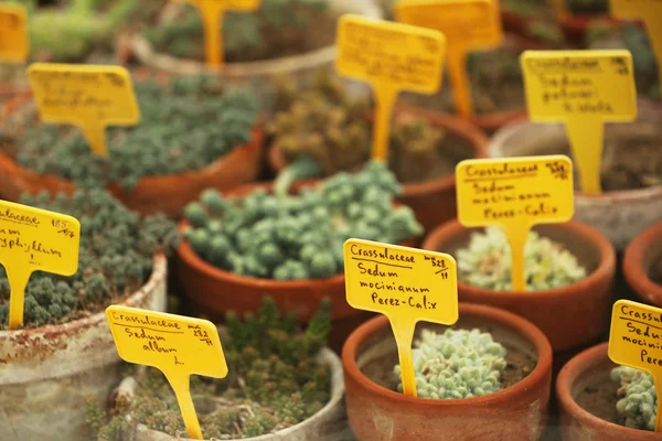 Potted Cactus Plants — Stock Photo, Image