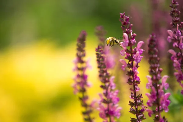 Lavendel und Biene, defokussierter Hintergrund — Stockfoto