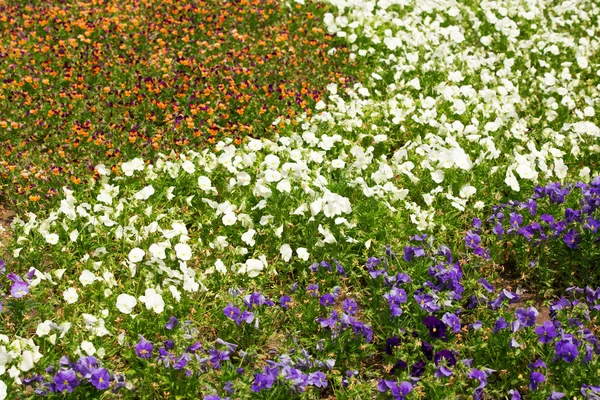 Flower garden — Stock Image Flower garden Royalty Free Stock Images