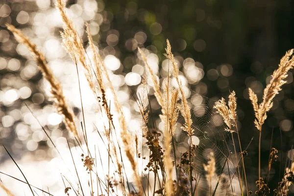 Cobweb spread entre gramíneas — Fotografia de Stock