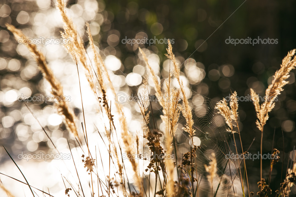Cobweb spread between grasses
