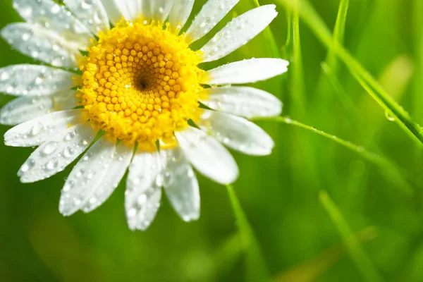 Daisy flower on green background — Stock Photo, Image