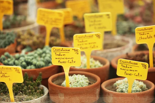 Potted Cactus Plants — Stock Photo, Image