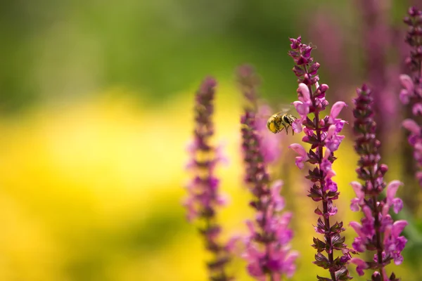 Lawenda i pszczoła, tło niewyraźne — Zdjęcie stockowe