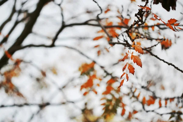 Autumn branches — Stock Photo, Image