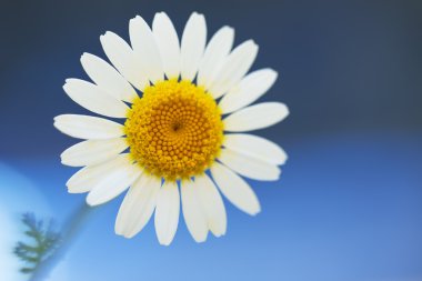 Mavi arkaplanda Daisy çiçeği