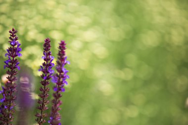 Lavanta, ufuk arka plan