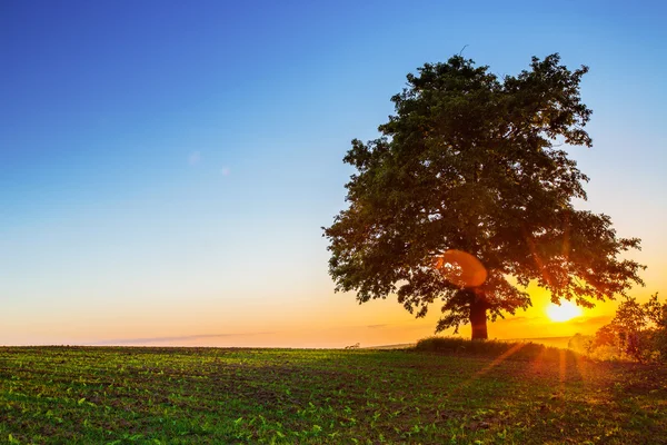 Magányos fa, naplemente szemcsésedik — Stock Fotó