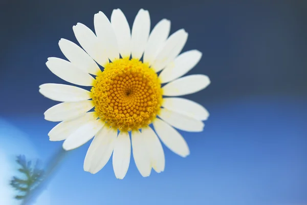 青い背景のデイジーの花 — ストック写真