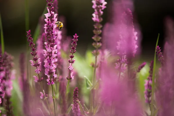 Lavendel und Biene, defokussierter Hintergrund — Stockfoto