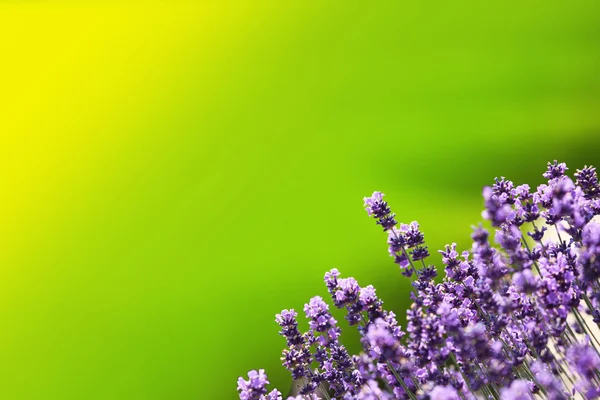 Lavendel, defocused bakgrund — Stockfoto
