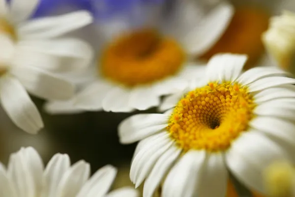 Μαργαρίτα λουλούδι dof — Φωτογραφία Αρχείου