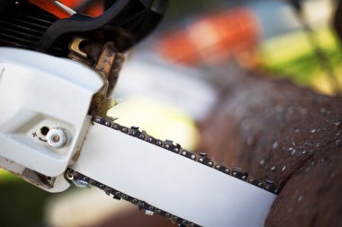 Testere ve günlükleri