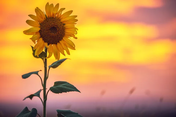 Sunflower, sunset shot — Stock Photo, Image