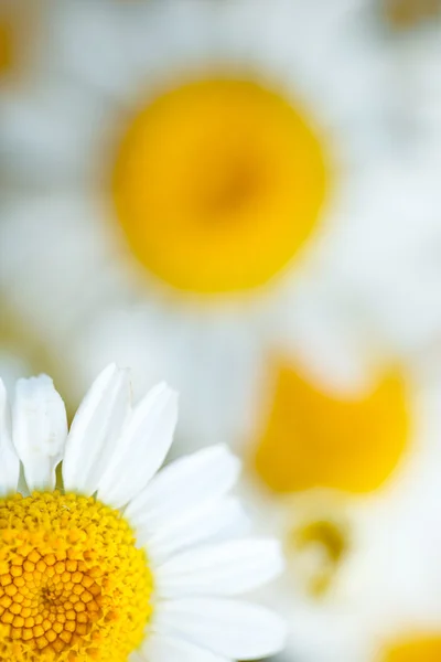 Daisy flower dof — Stockfoto