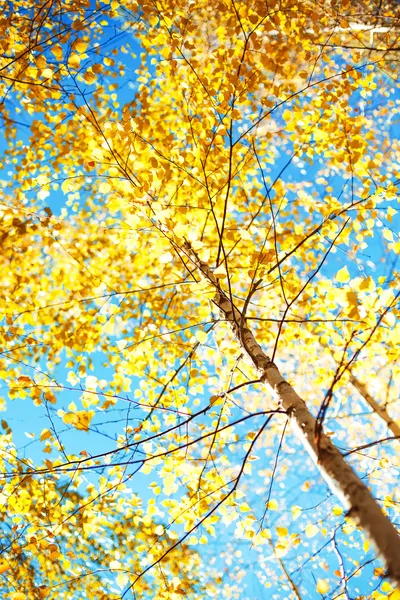 Sole che splende tra gli alberi della foresta — Foto Stock