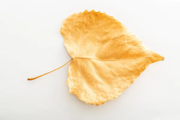 Złoty liść — Zdjęcie stockowe