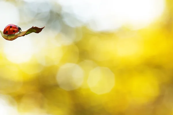 Mariquita. — Foto de Stock