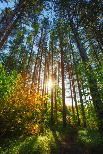 Сонце світить крізь лісові дерева — стокове фото