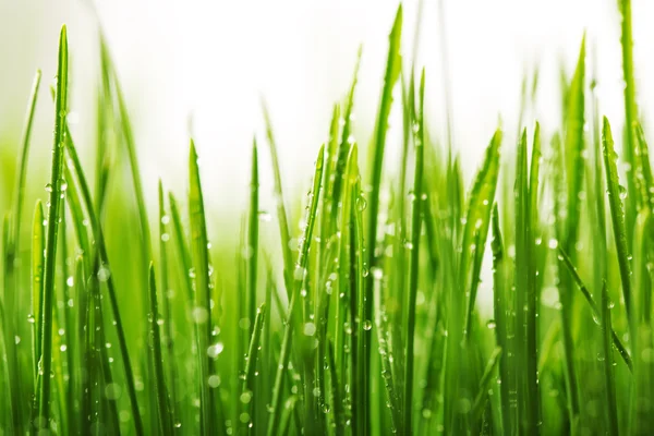 Herbe verte humide avec rosée sur une lame — Photo