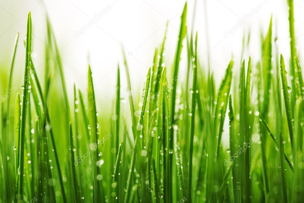 Green wet grass with dew on a blades