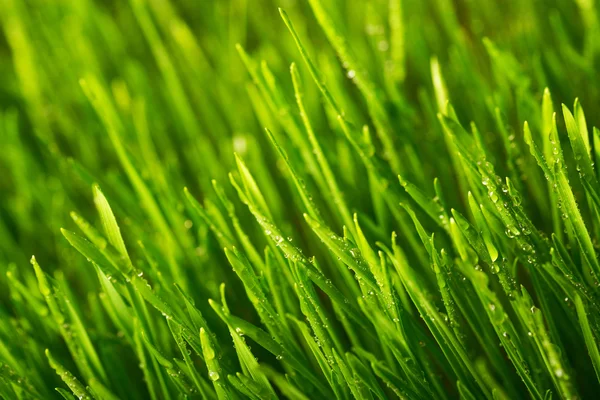Hierba verde y rocío matutino — Foto de Stock