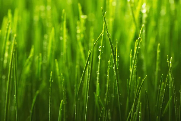 Hierba verde y rocío matutino — Foto de Stock