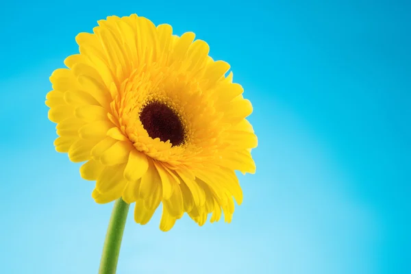 Žlutá gerbera sedmikrásky květin na modrém pozadí — Stock fotografie