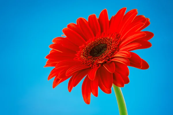 Gerbera rossa fiore margherita isolato su sfondo blu — Foto Stock