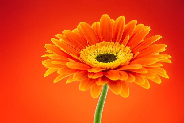 Laranja gerbera flor margarida — Fotografia de Stock