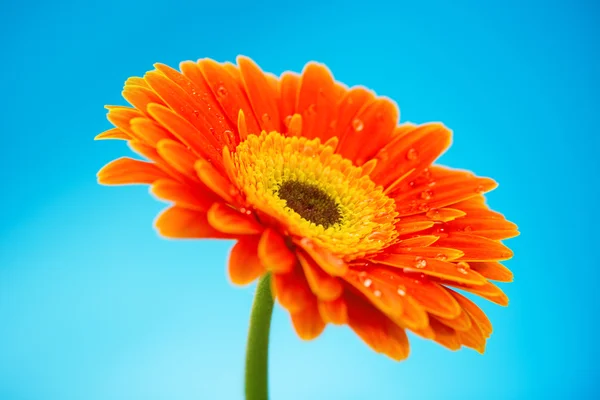 Üzerinde mavi arka plan izole turuncu gerbera papatya çiçeği — Stok fotoğraf