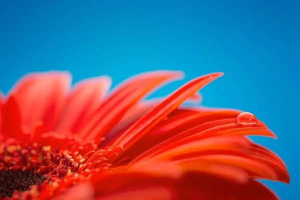 Macro foto de flor com gota de água — Fotografia de Stock