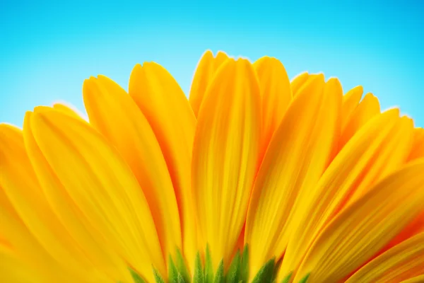 Close-up of yellow gerbera daisy backside isolated on blue — Stock Photo, Image
