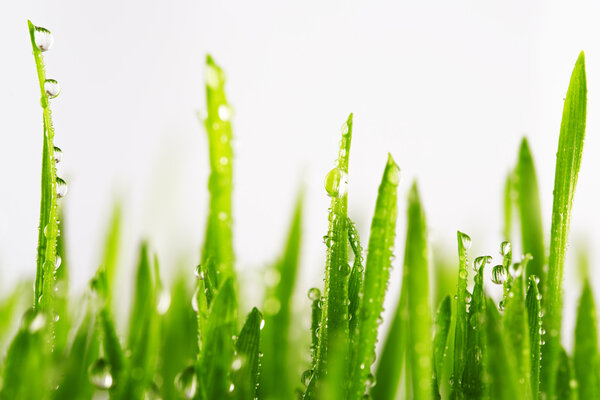 Green wet grass with dew on a blades isolated