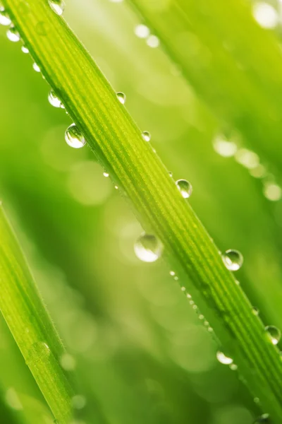 Grünes nasses Gras mit Tau auf einem Halm — Stockfoto