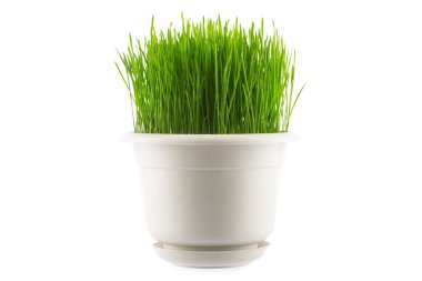 Beyaz pot, yeşil çim üzerinde beyaz izole 