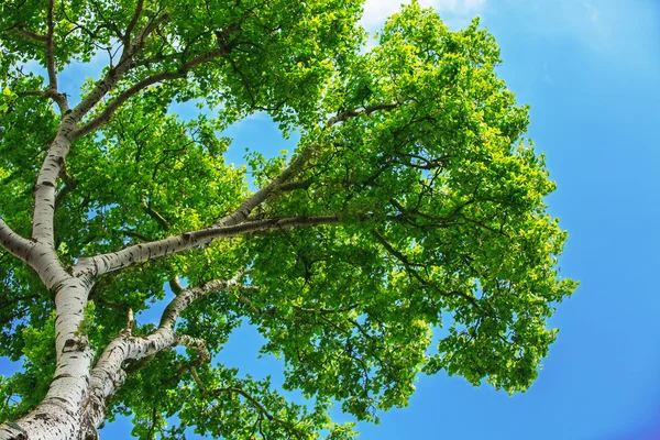 Árvore de primavera e céu azul — Fotografia de Stock