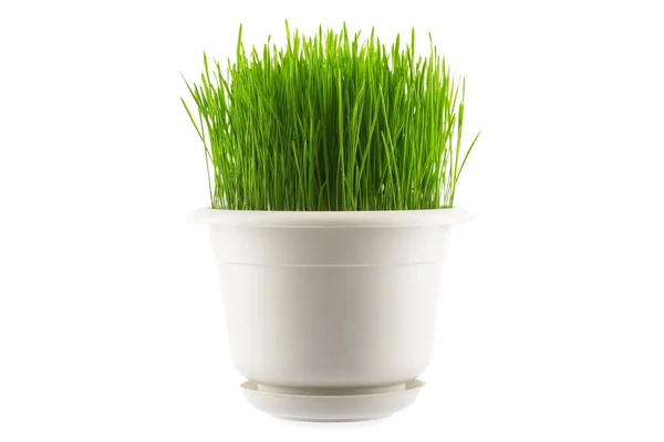Grama verde em vaso branco, isolado em branco — Fotografia de Stock