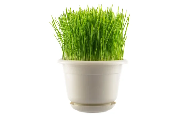 Grama verde em vaso branco, isolado em branco — Fotografia de Stock