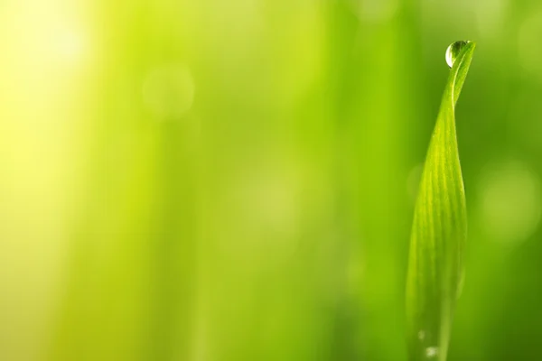 Grama molhada verde com orvalho em umas lâminas — Fotografia de Stock
