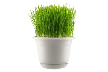 Beyaz pot, yeşil çim üzerinde beyaz izole 