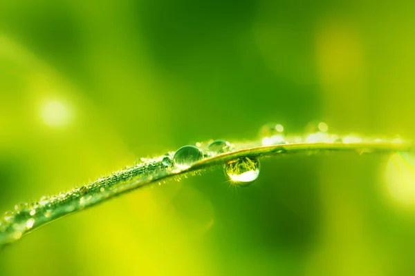 Grama molhada verde com orvalho em umas lâminas. DOF superficial — Fotografia de Stock