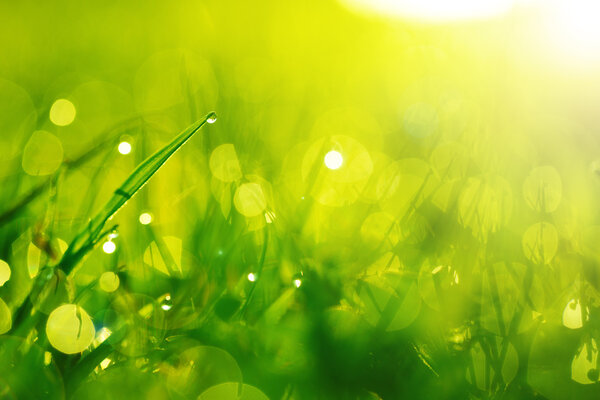 Green wet grass with dew on a blades. Shallow DOF
