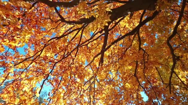 Kleurrijke herfstbladeren boom — Stockvideo