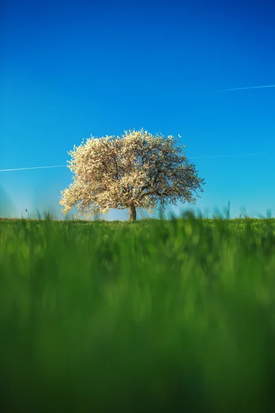 Enkelt blommande träd på våren — Stockfoto