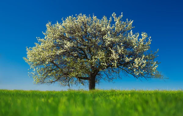 Árvore florescente em primavera em prado rural — Fotografia de Stock
